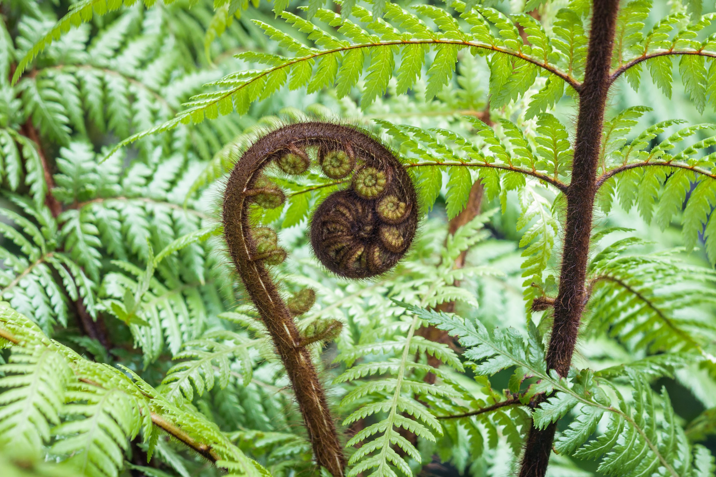 Fern leaf