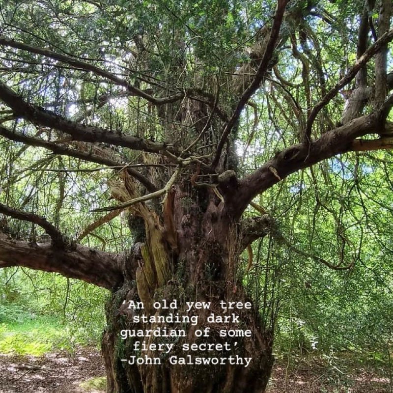 A large, old, dark oak tree with twisted branches and lush green leaves, standing in a forest.