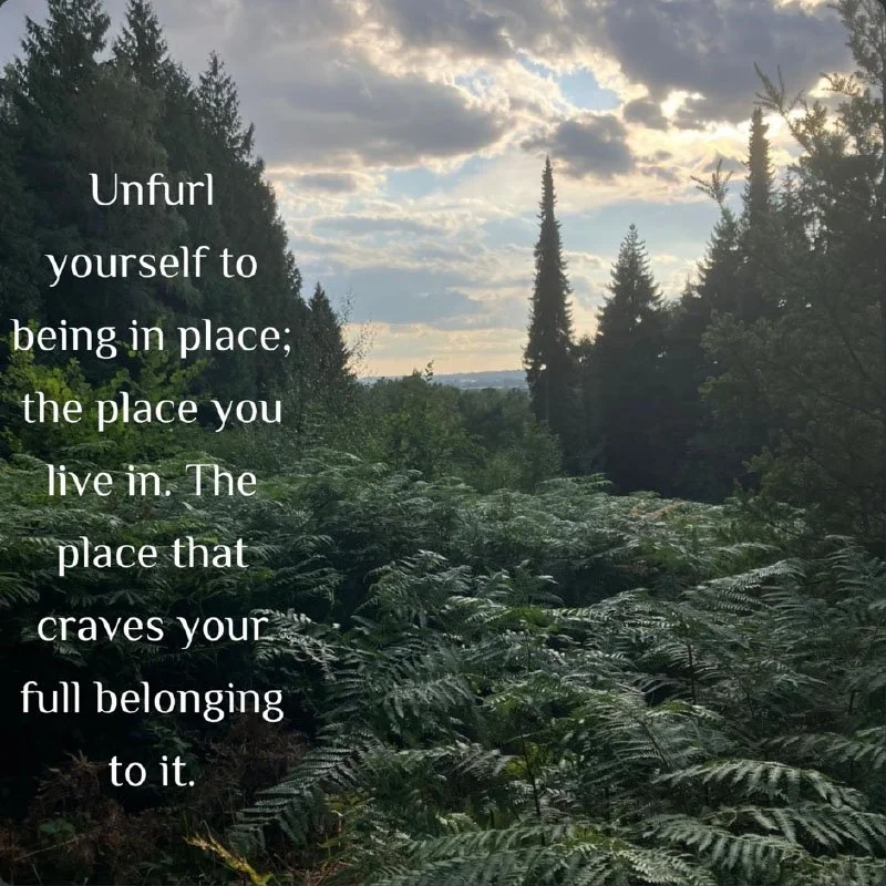 A natural scene of a dense forest with tall trees and lush green ferns, under a partly cloudy sky with sunlight breaking through.