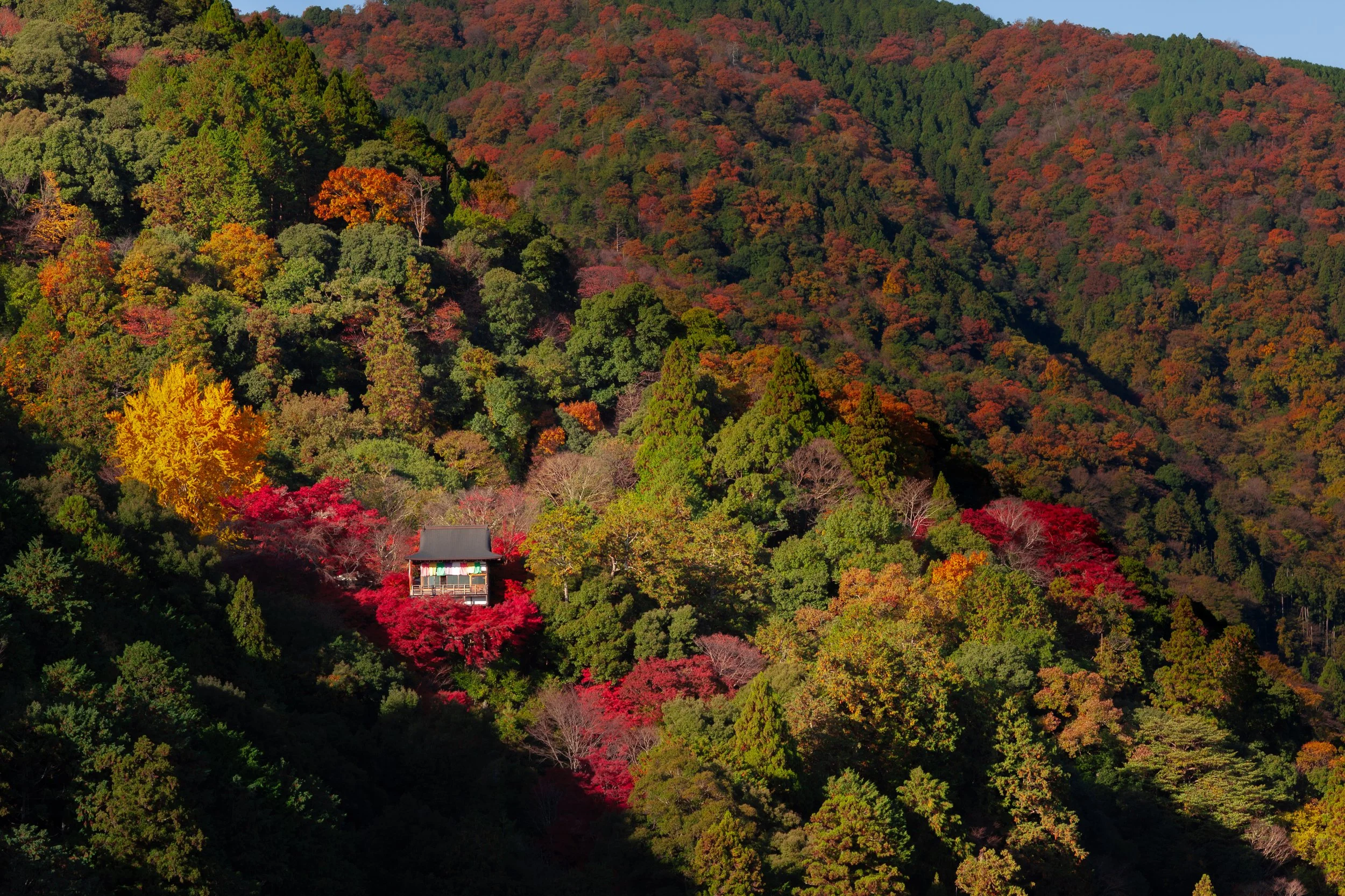 A house nestled among colorful autumn trees on a hillside, with trees in shades of green, red, orange, and yellow.