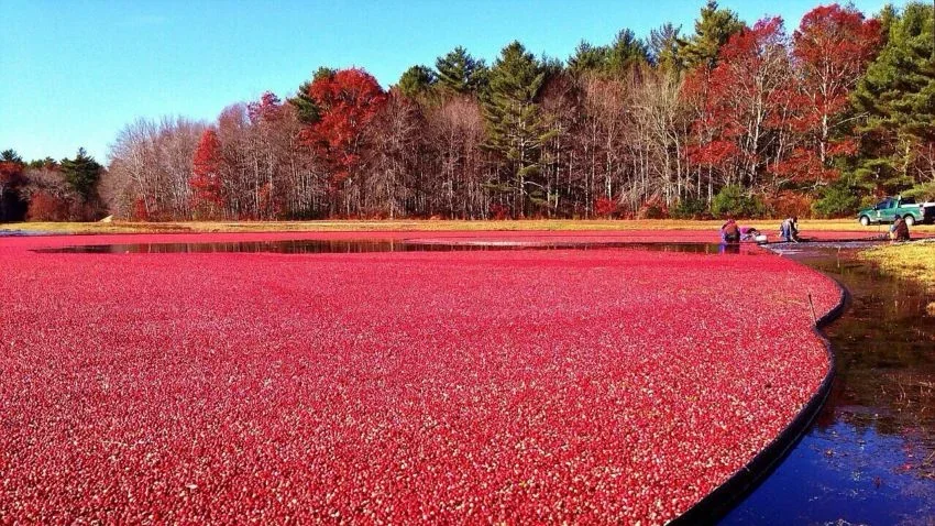Cranberry Bog