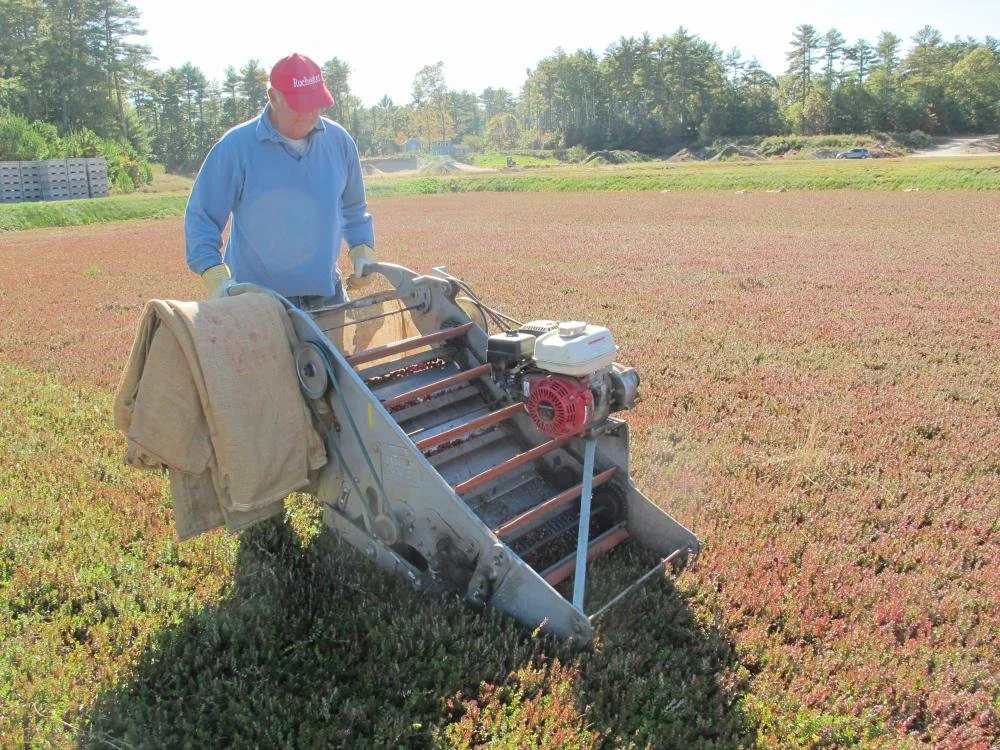 Dry harvest of cranberry