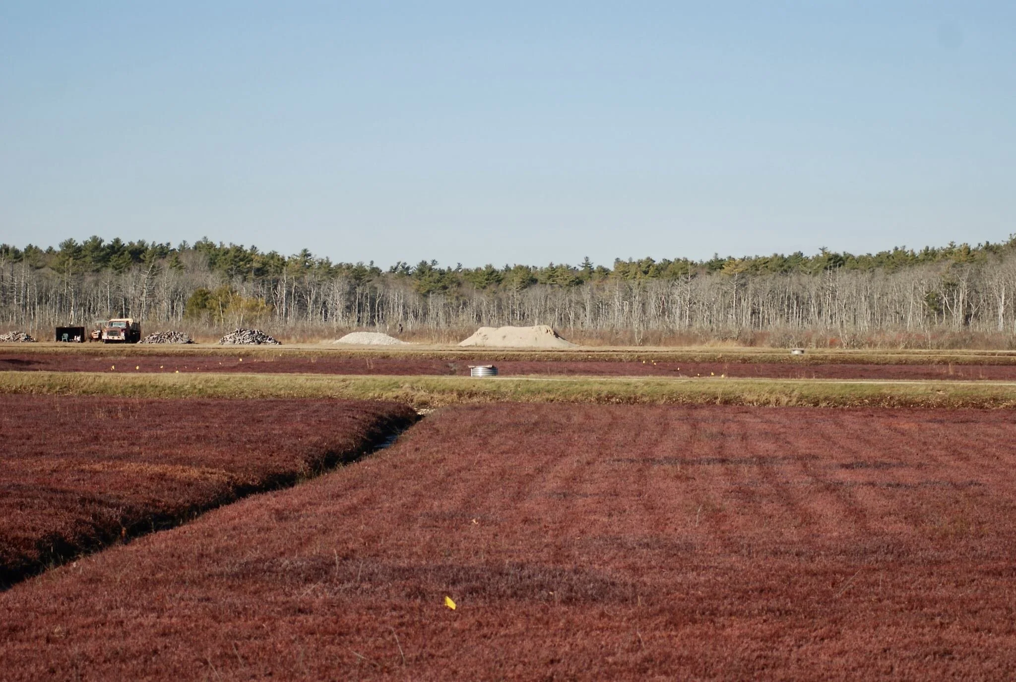 Cranberry fields