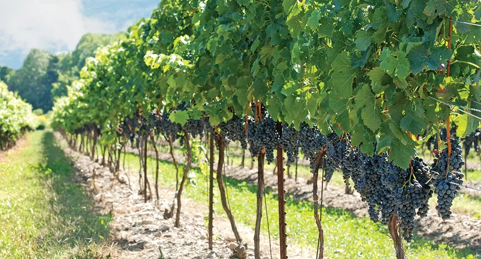 Juicy grape vines