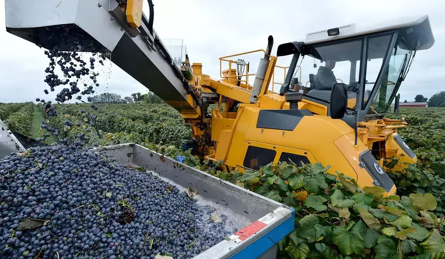 Large scale grape picking
