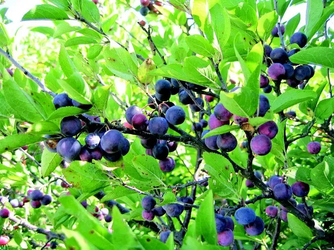 Beach Plums on Plum Island