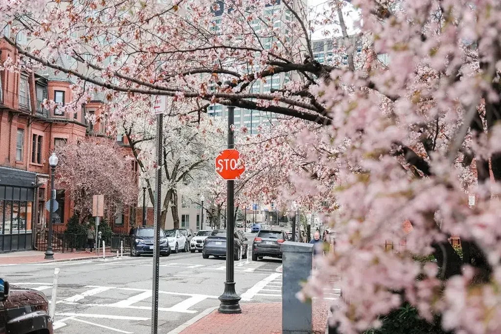 Where to see spring blooms in Boston