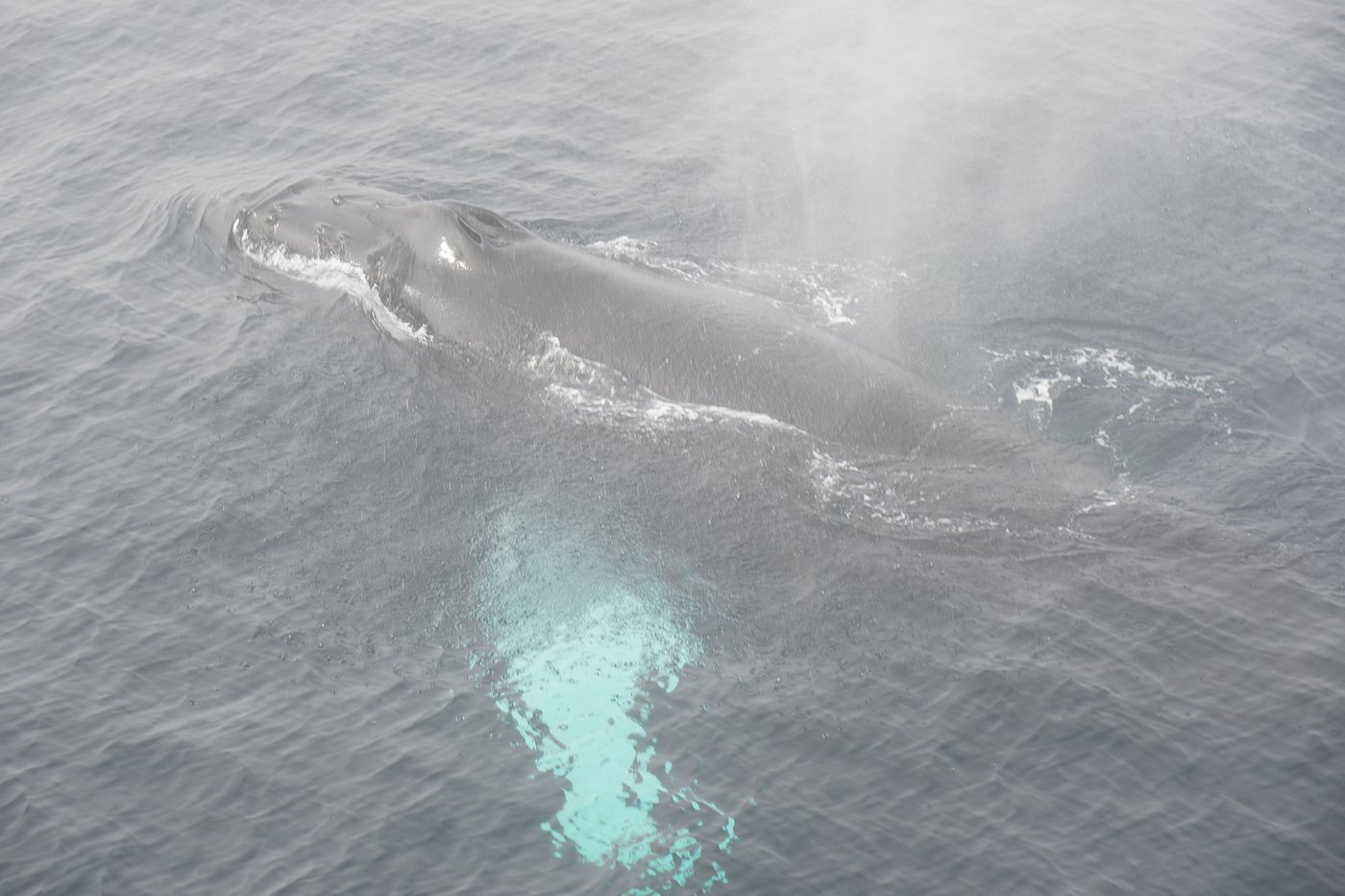 A large baleen whale, most likely a humpback whale (Megaptera novaeangliae), cruising just beneath or at the water's surface