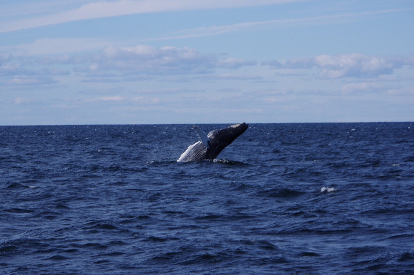 A humpback whale breaching out of the water in the open ocean