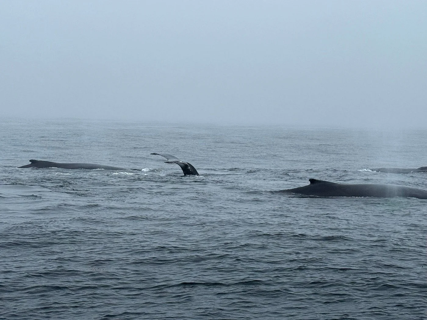 A pod of large whales such as humpback or gray whales surfacing and displaying fluke or dorsal features in open choppy water.