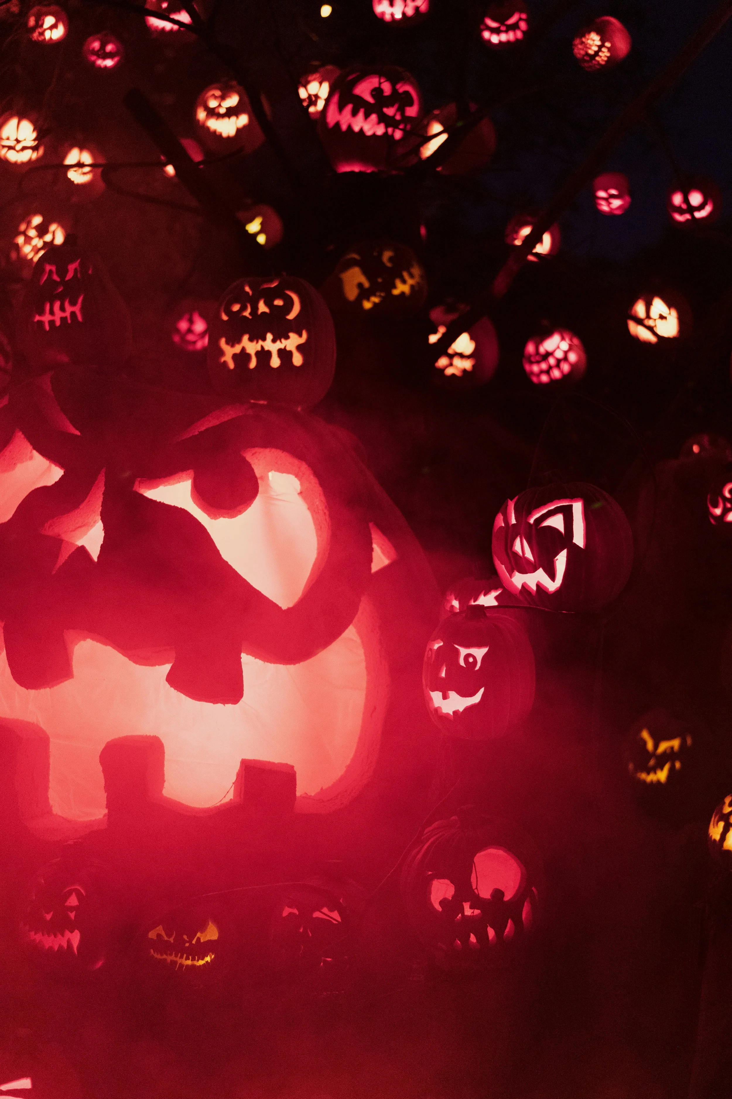 Pumpkin tree