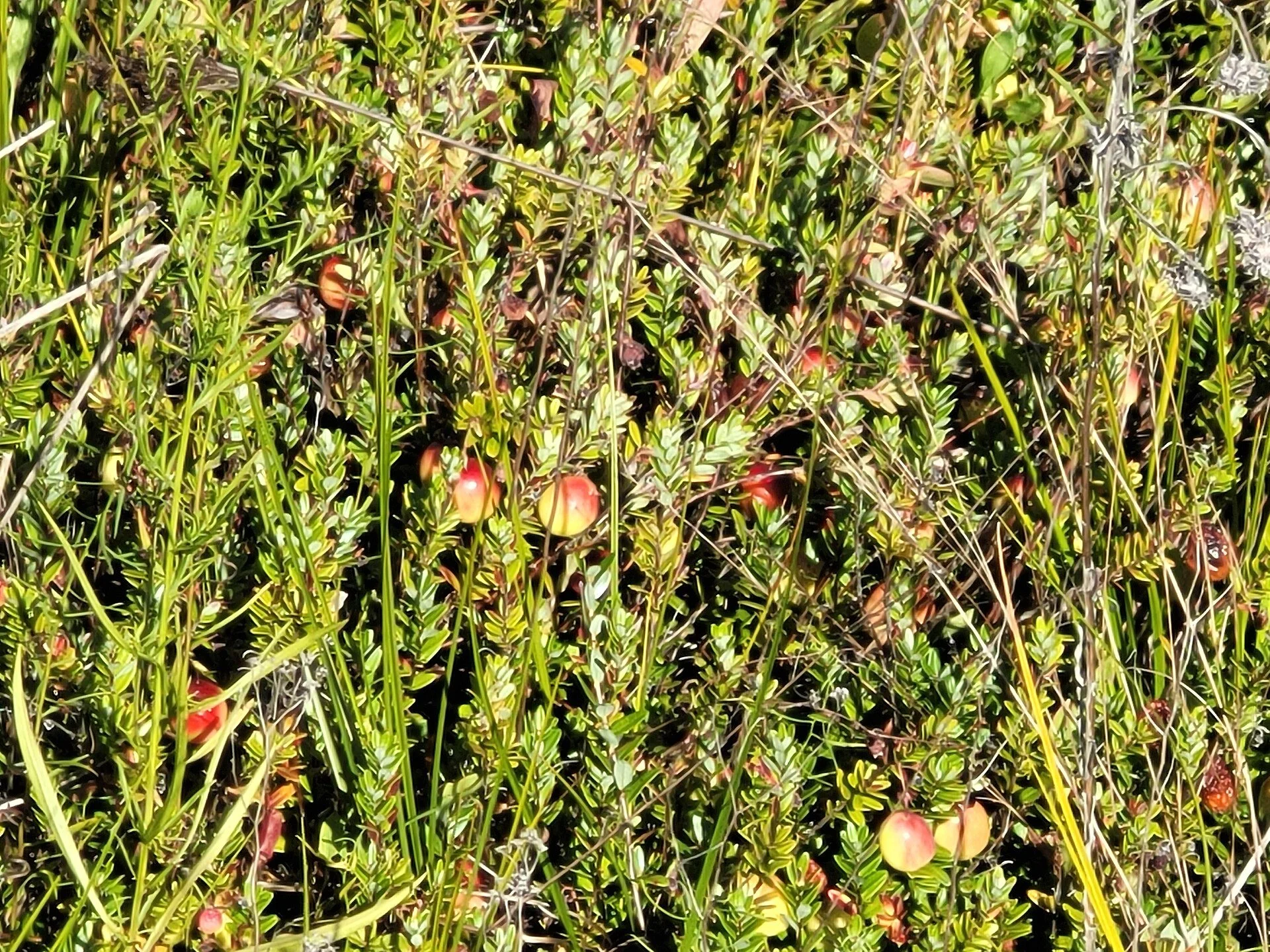 Cranberries growing as low creeping vines amidst grassy wetland vegetation