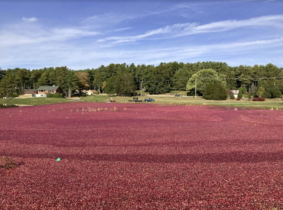 A flooded cranberry bog during a wet harvest in Kingston, Massachusetts