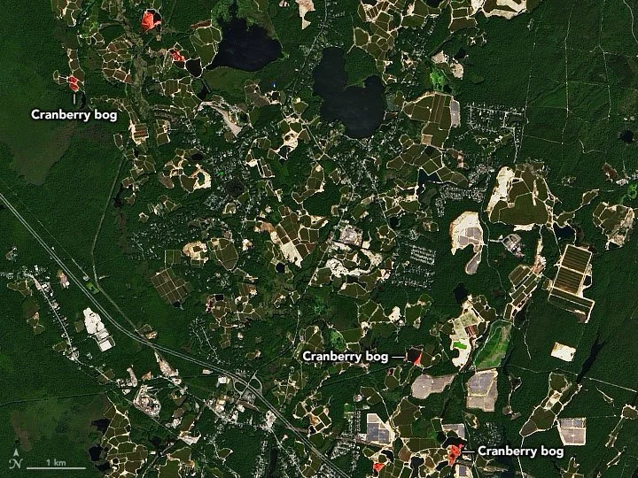 This satellite image shows cranberry bogs in Plymouth County, Massachusetts, where the bright pink patches indicate fields flooded for the autumn harvest