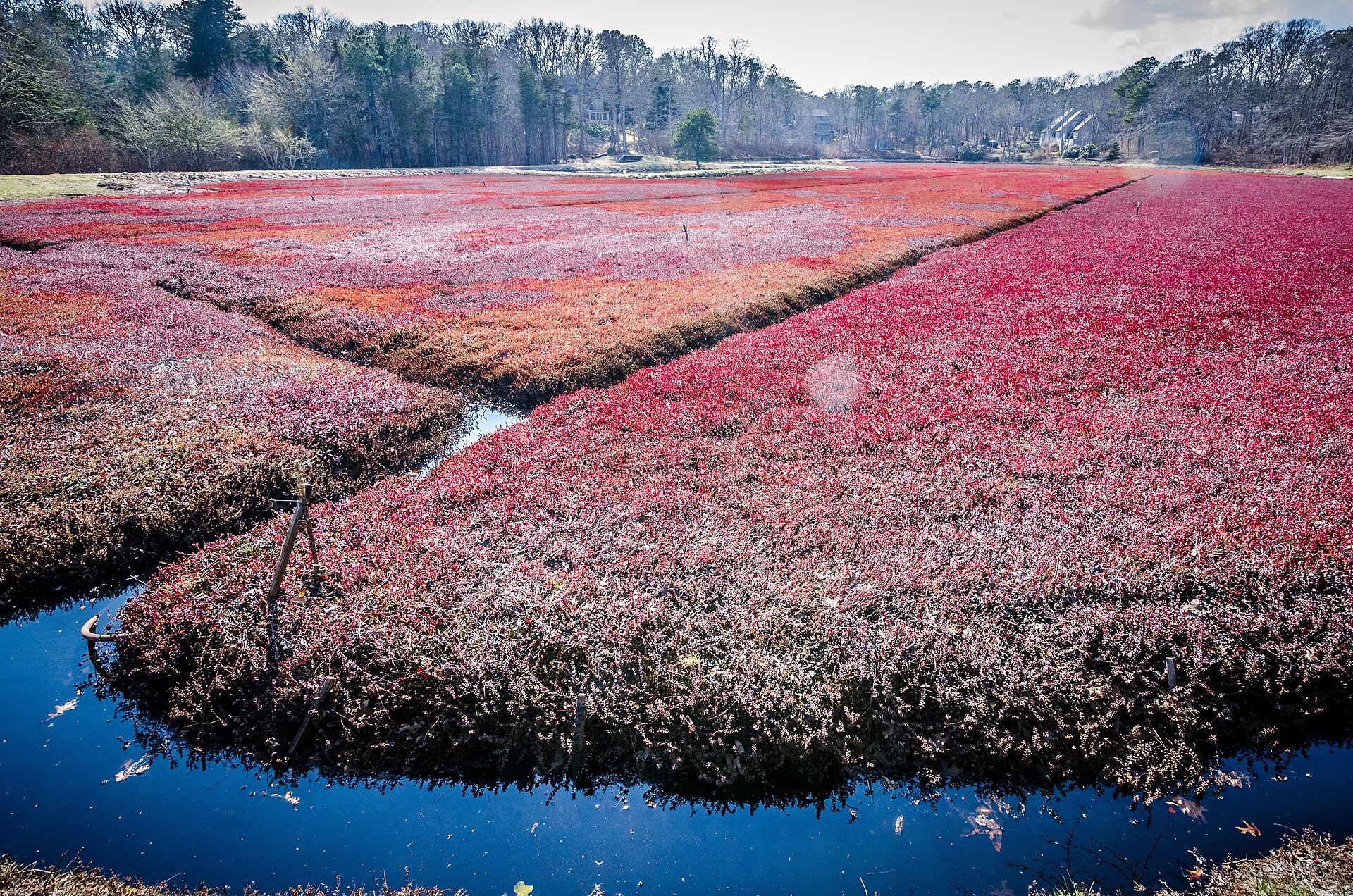 Vibrant red cranberry bog during the harvest season in Kingston, Massachusetts
