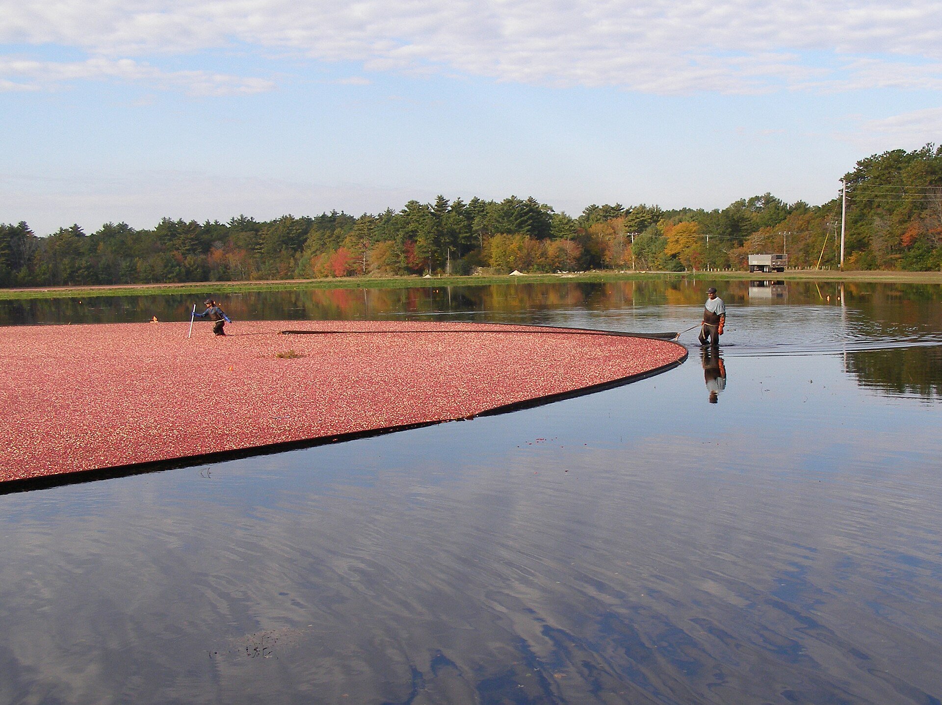 Flooded cranberry bog being harvested with workers using a boom to corral the floating berries.