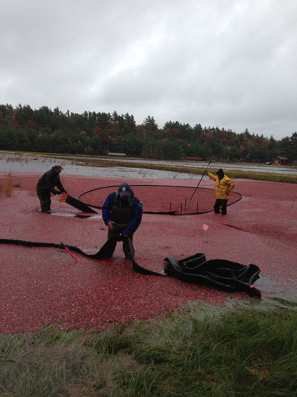 Workers harvesting a flooded cranberry bog, wading in shallow water covered by a dense layer of floating red cranberries