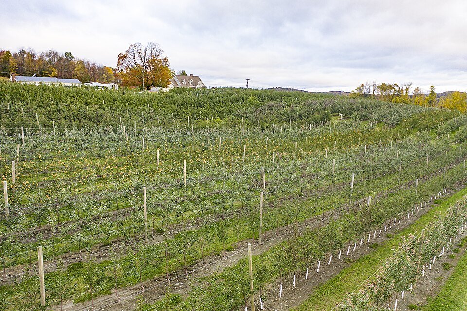 An apple orchard at Apex Farm in Shelburne, Massachusetts