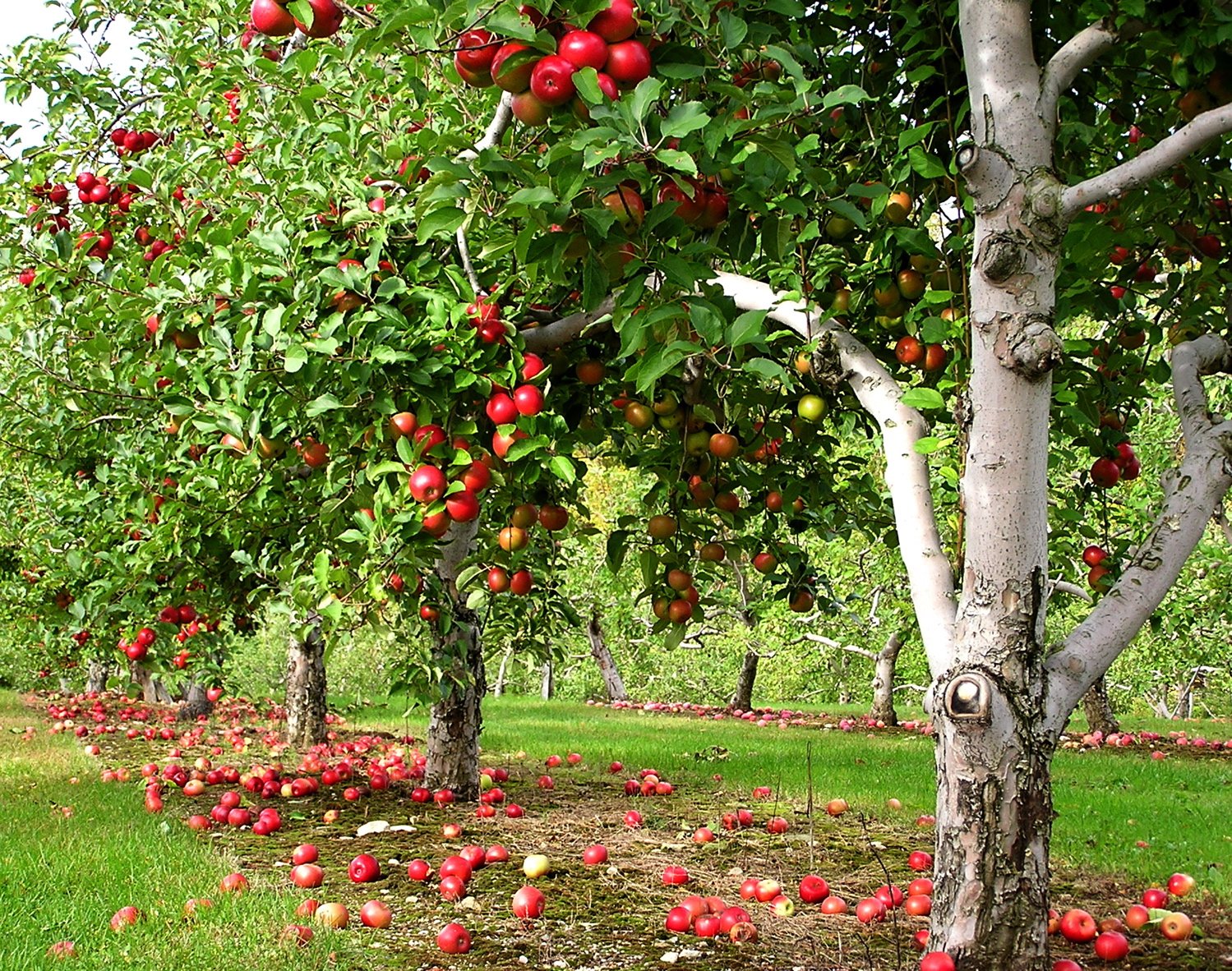 Nagog Hill Orchard