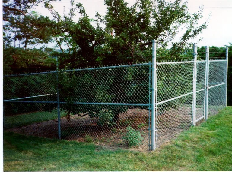 Historic Endicott Pear Tree enclosed by a chain-link fence in Danvers, Massachusetts