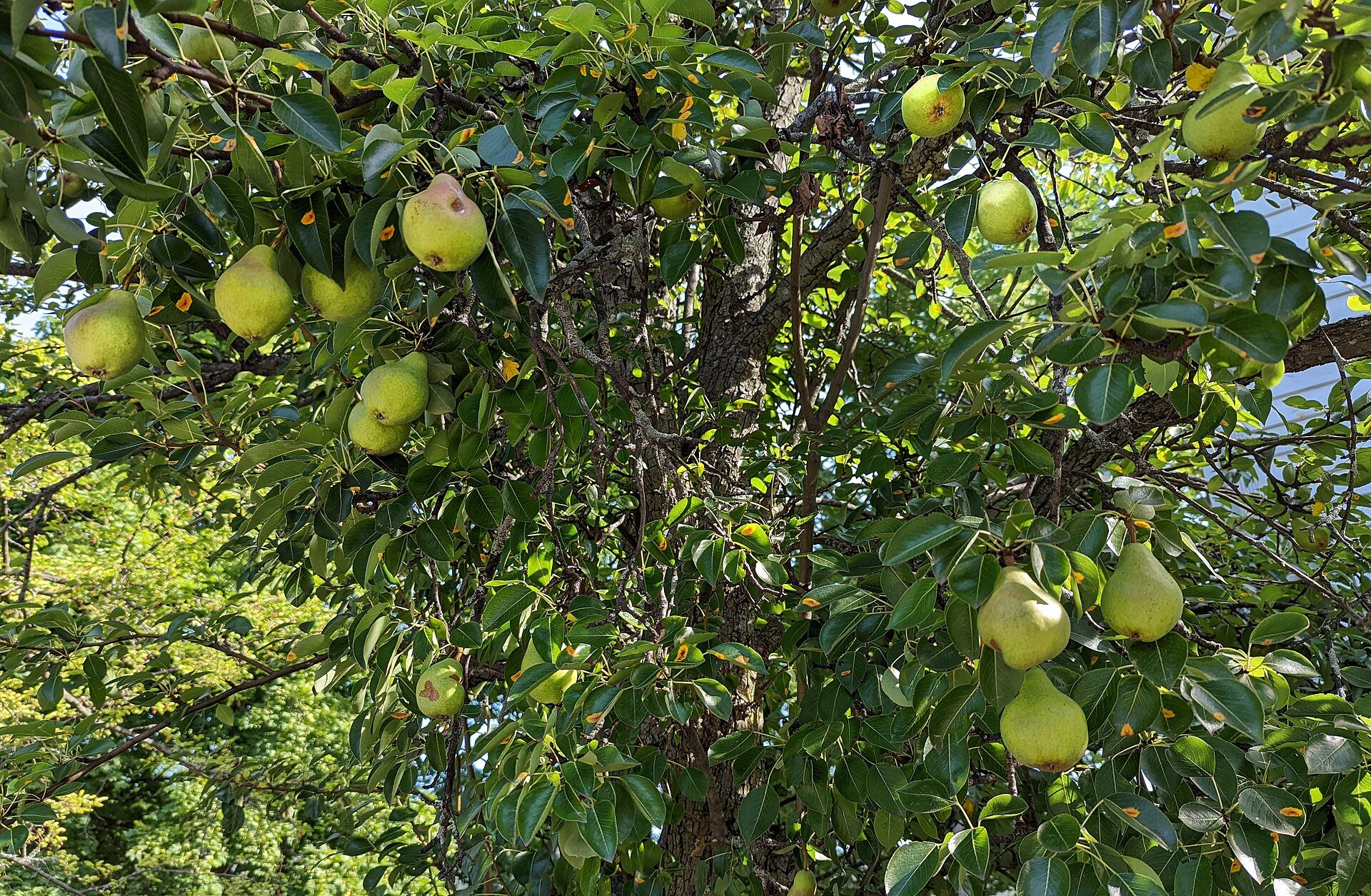 Mature European pear tree (Pyrus communis) heavily laden with developing green and yellow-green pears