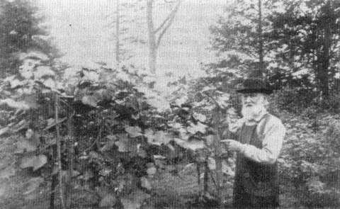 Ephraim Bull and the Original Concord Grape Vine in Concord, Massachusetts