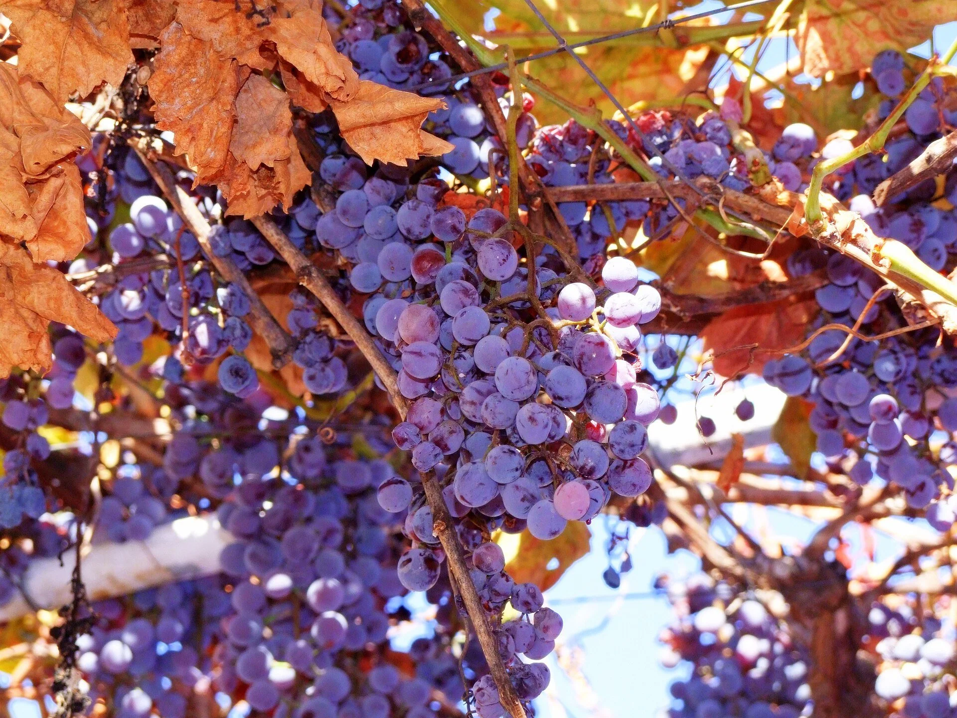 Ripe Concord Grapes Growing on Vines