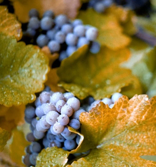 Concord Grapes Growing in Massachusetts