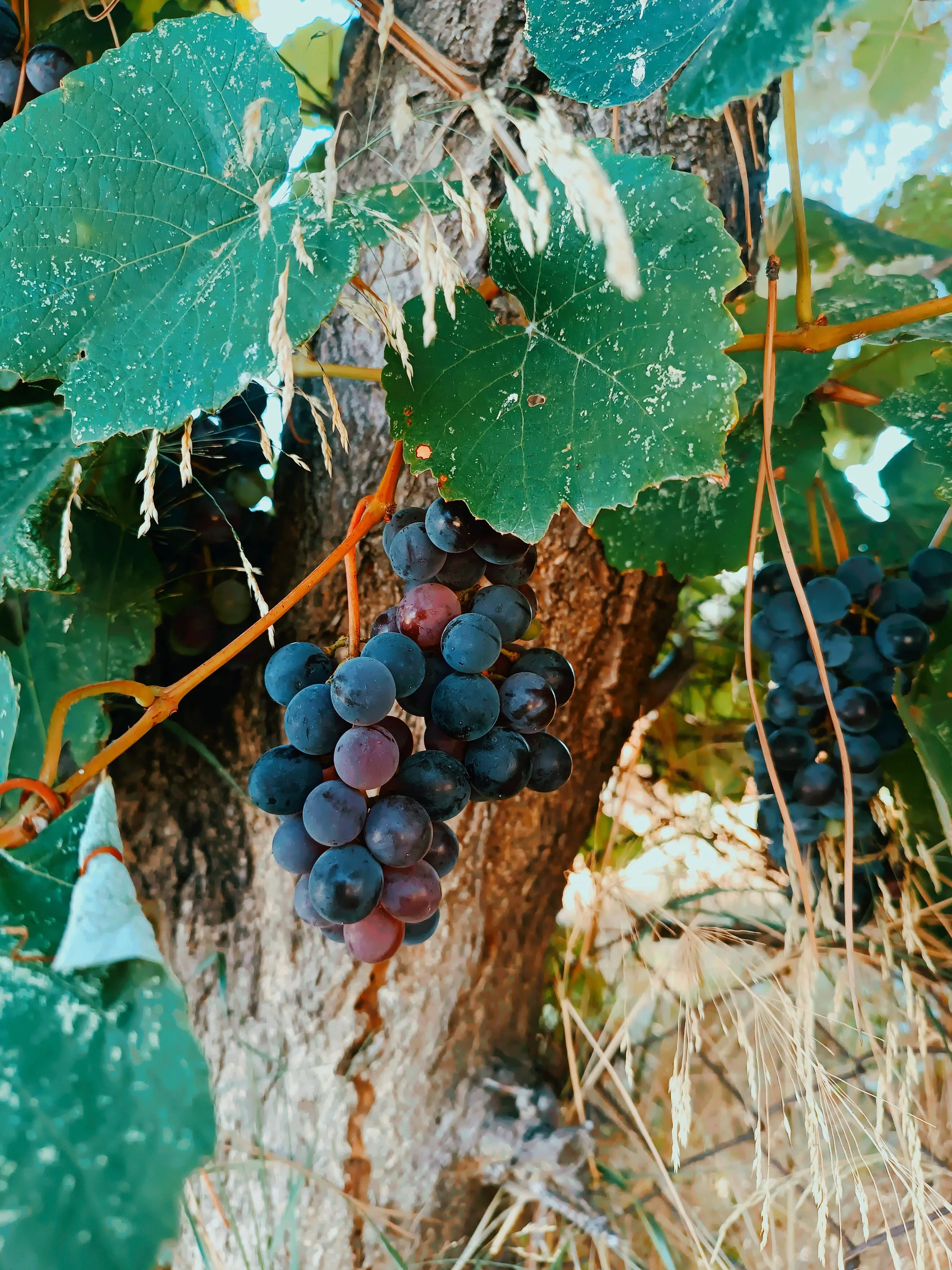 Cluster of dark, ripening wine grapes hanging on a rustic vine