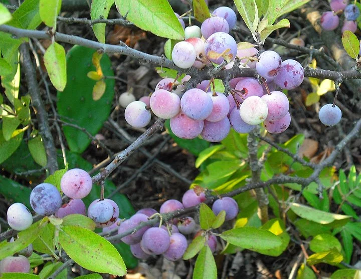 Beach Plums (Prunus maritima)