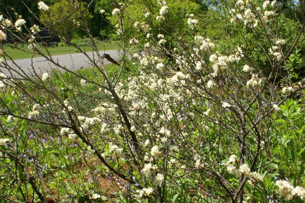 Beach Plum (Prunus maritima) at the U.S. National Arboretum