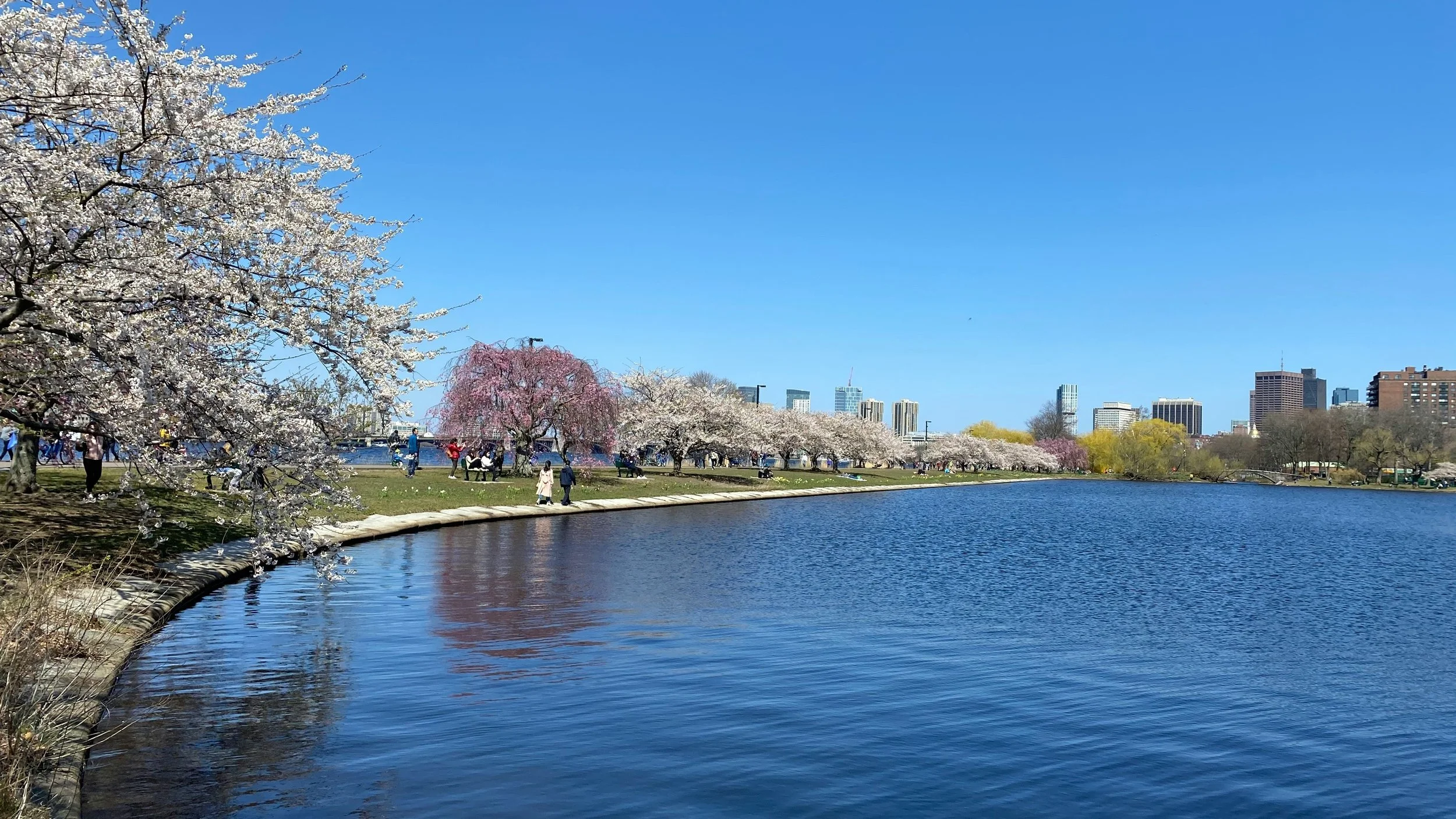 Charles River Esplanade in spring