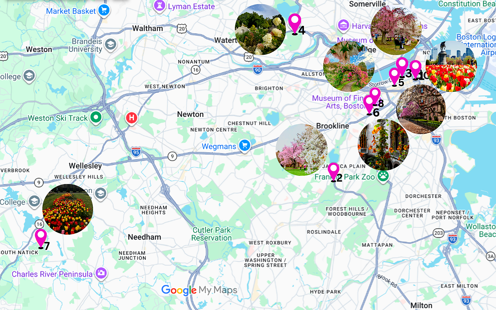 Map of where to see spring blooms in Boston