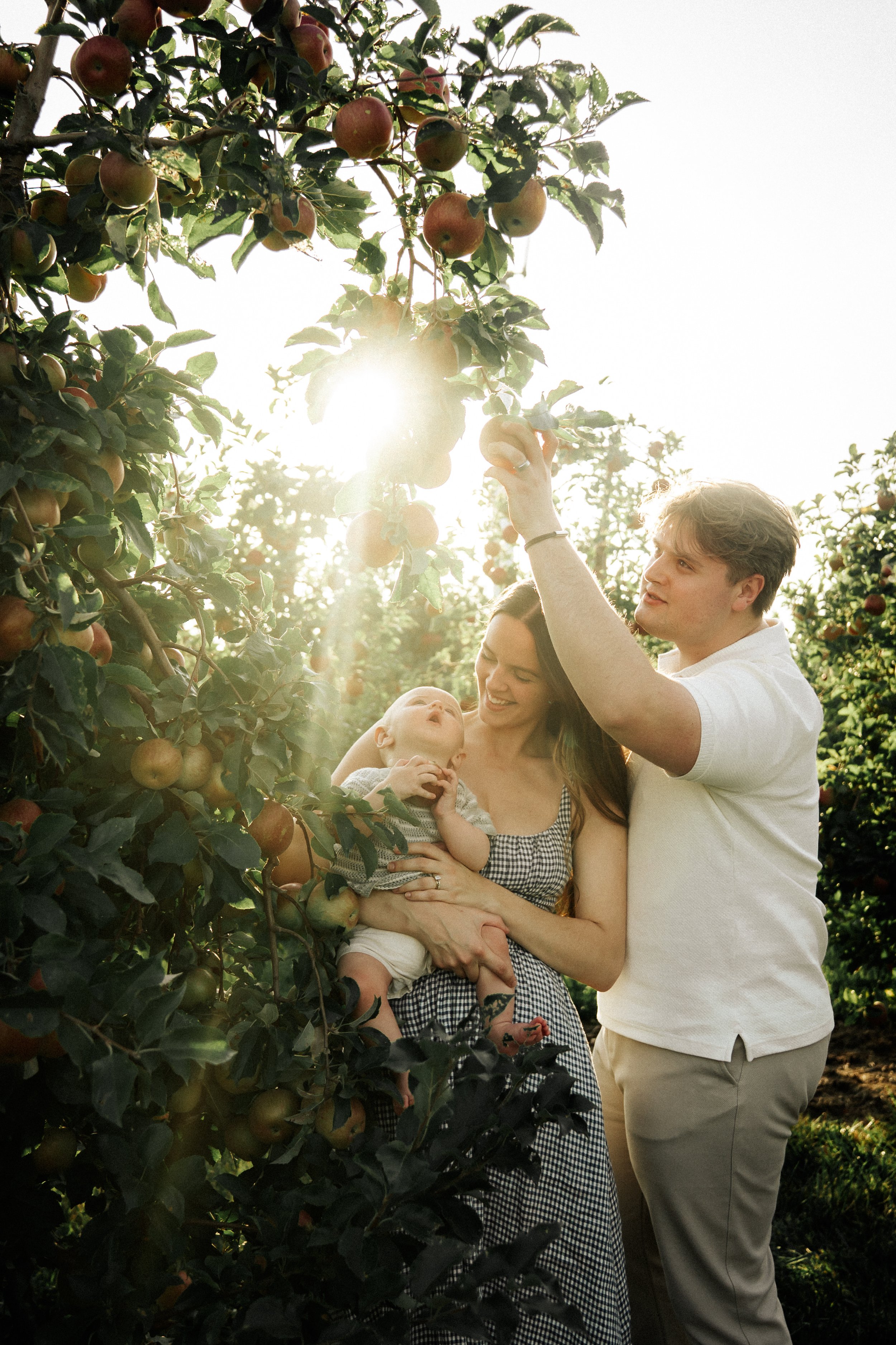 A family of three picking apples in an orchard during sunset. The mother is holding a baby, and the father is reaching to pick an apple from the tree.