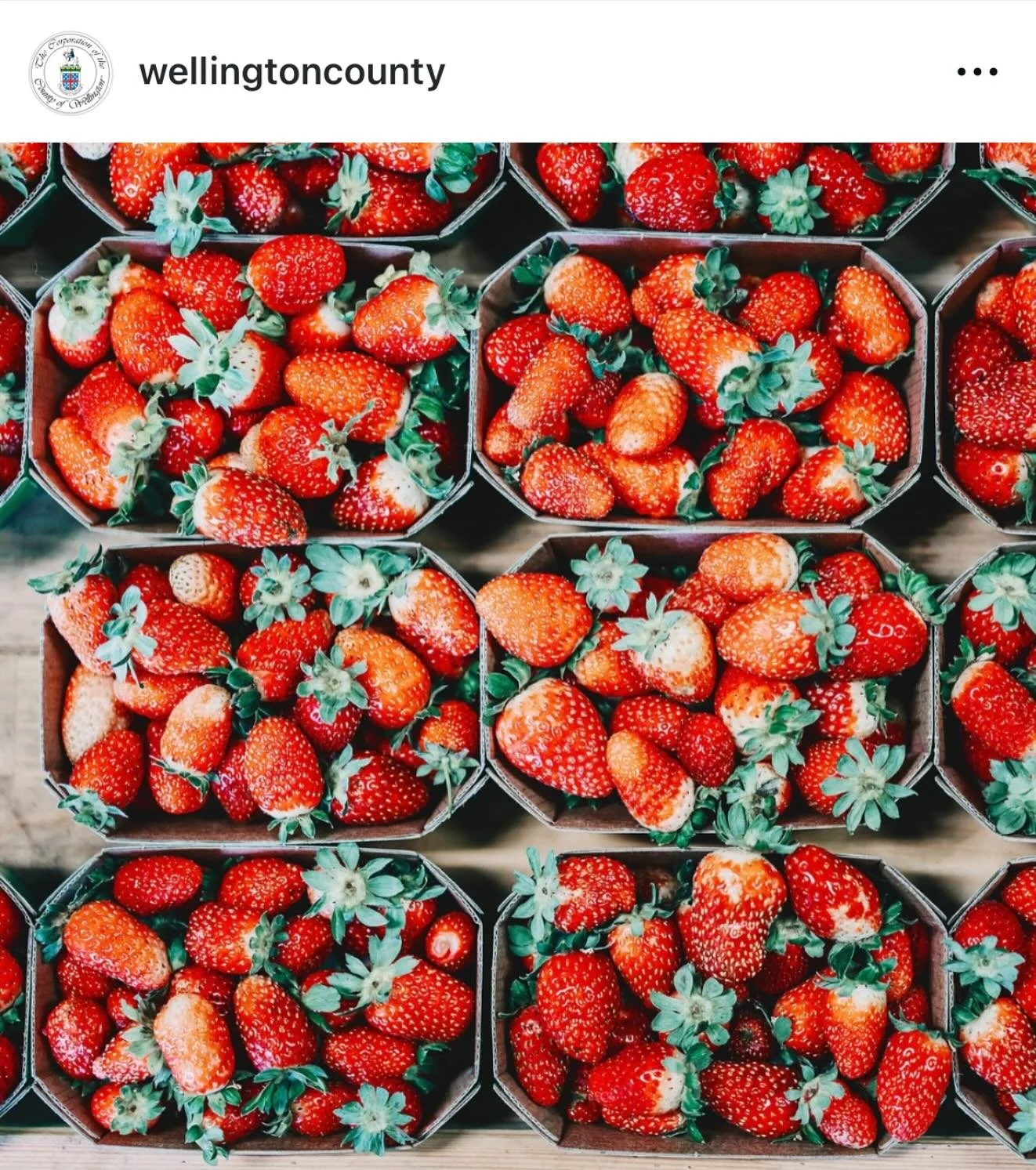 Join us at the @wellingtoncounty Museum and Archives&rsquo; Strawberry Festival this Saturday, June 21st! We&rsquo;ll be playing our forth and final show this month from 11:45am-1:00pm. There will be lots of great vendors and fun activities for the w