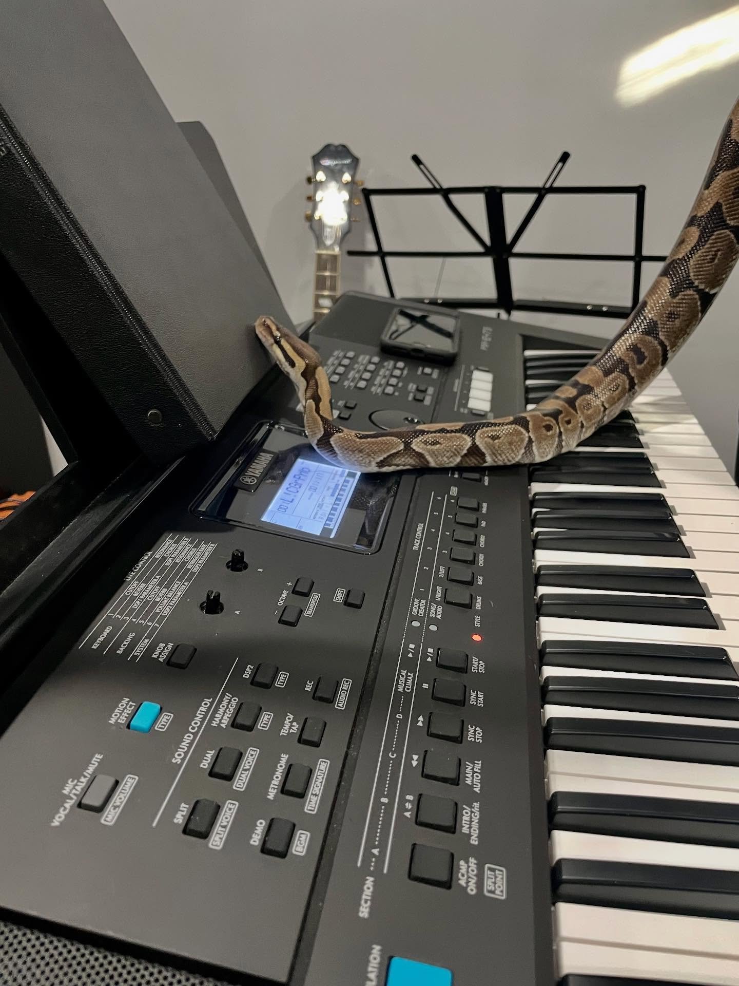 @groundcoverband fuzzy and not so fuzzy animal friends at band practice over the past few weeks. Harry the snake was ready to go on keys😂😀🎶