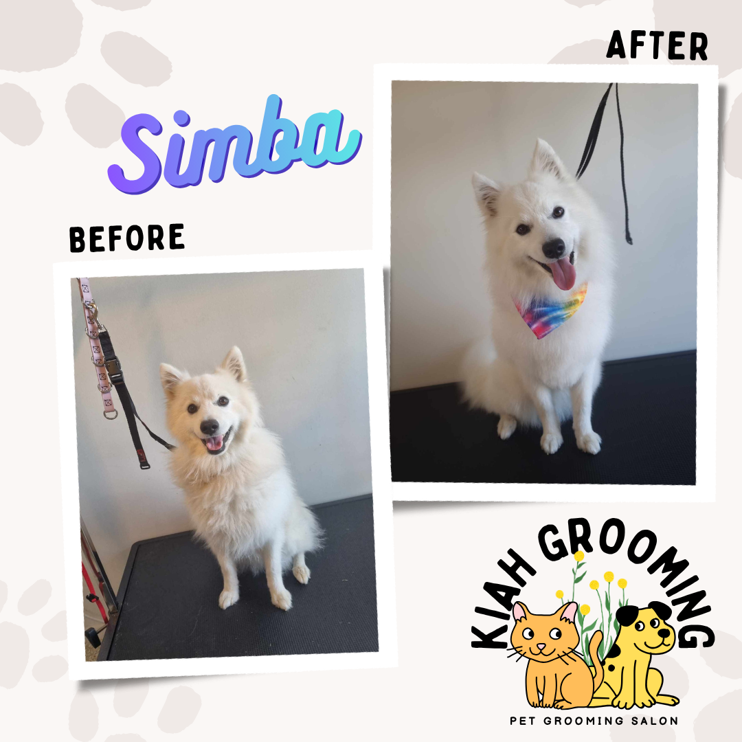 japanese spitz dog grooming deshedding.png