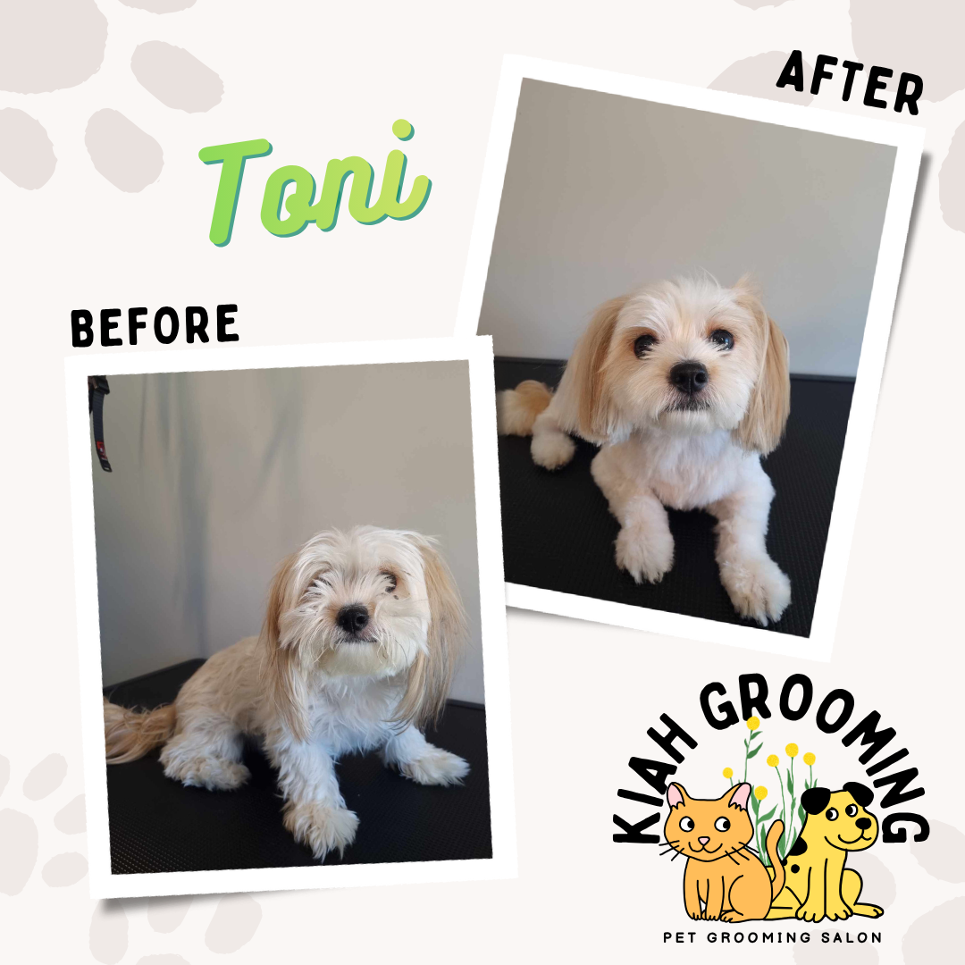 shihtzu haircut.png