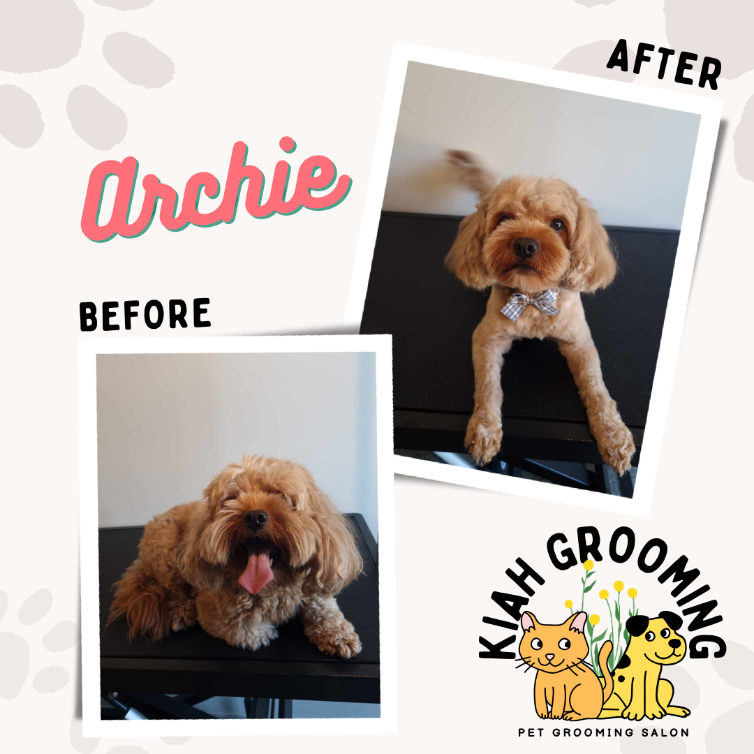 cavoodle cute  dog grooming.png