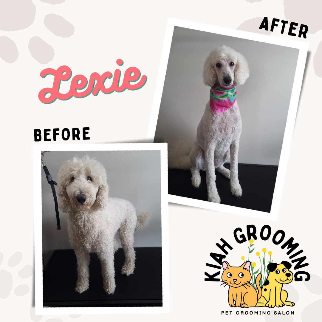 poodle stylised grooming.png