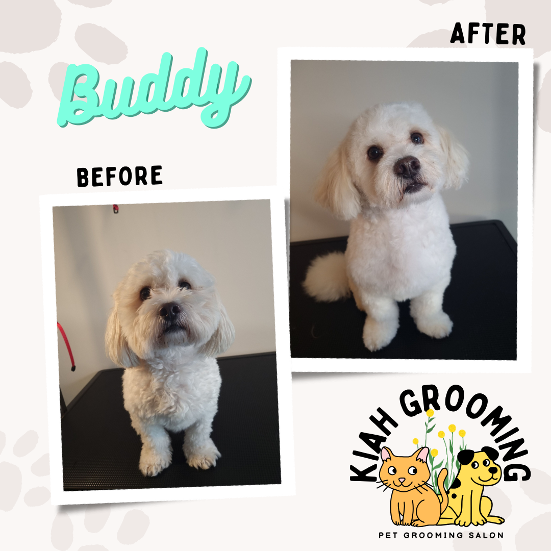 maltese dog style dog grooming.png