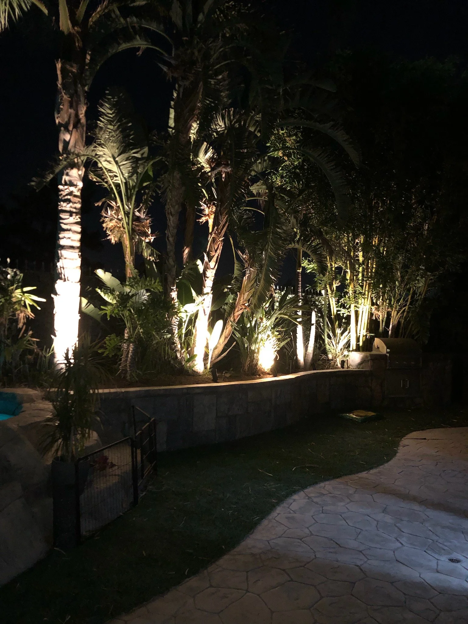 Nighttime outdoor scene with illuminated tropical plants and trees, paved pathway in the foreground.