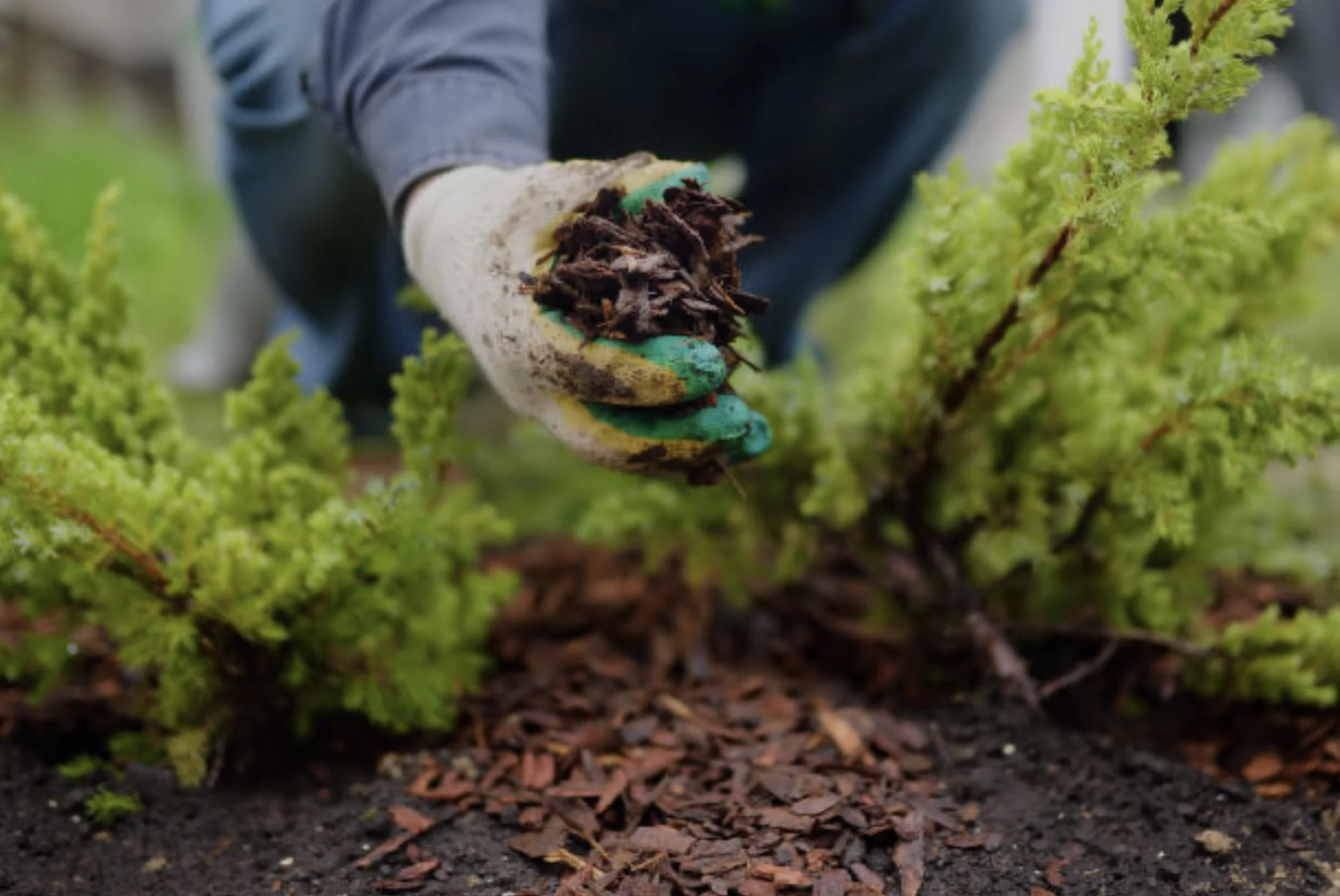 Une personne porteuse de gants récolte du compost avec des déchets organiques dans un jardin, entouré de plantes vertes.