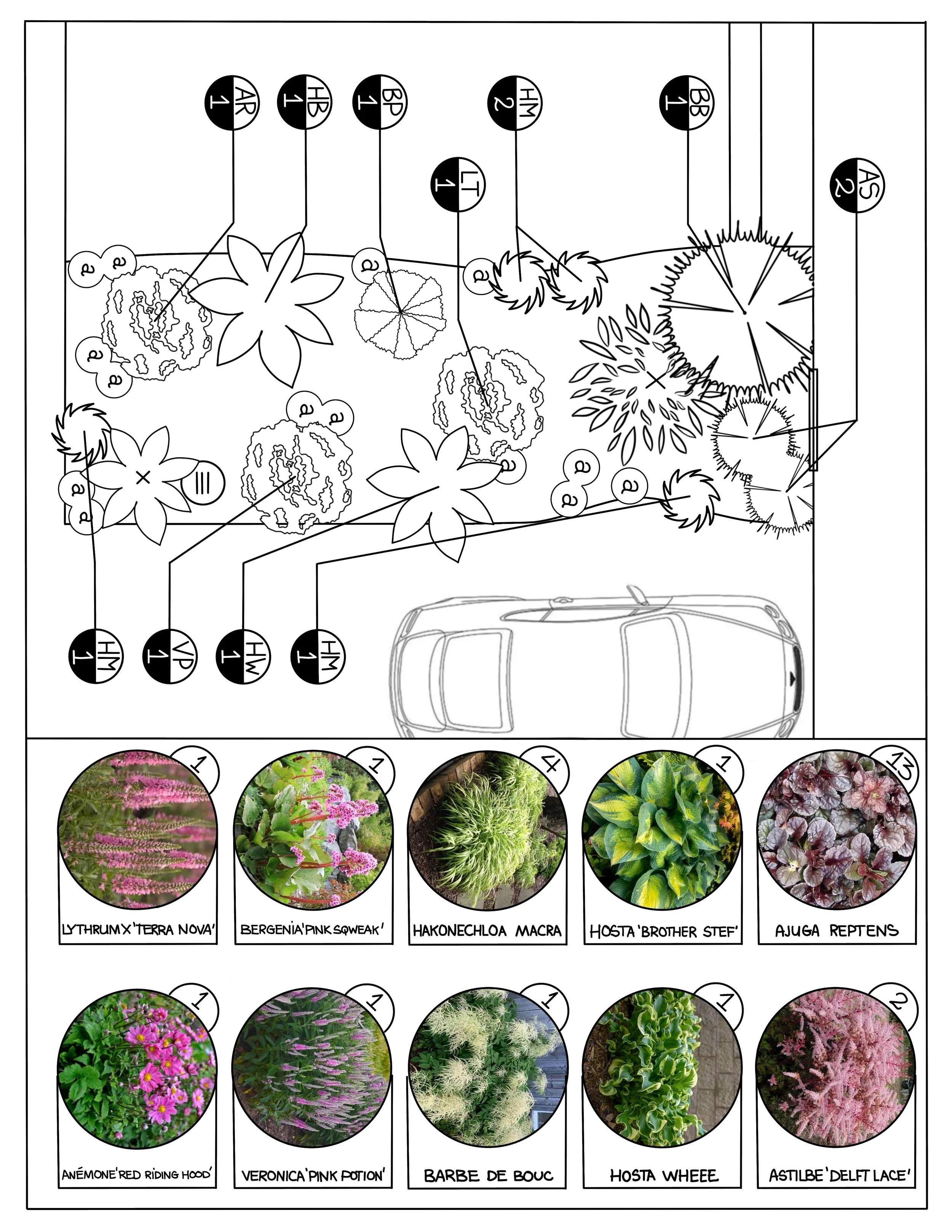 Plan de jardin avec des illustrations montrant différentes plantes numérotées et leurs noms botaniques, incluant Lythrum "Terra Nova", Bergenia "Pink Squeak", Hakonechloa macra, Hosta "Brother Stef", Ajuga reptens, Anémone "Red Riding Hood", Veronica "Pink Potion", Barbe de bouc, Hosta "Whee", et Astilbe "Delft Lace". Un schéma d'une voiture est également visible en arrière-plan, indiquant l'échelle et l'emplacement du jardin.