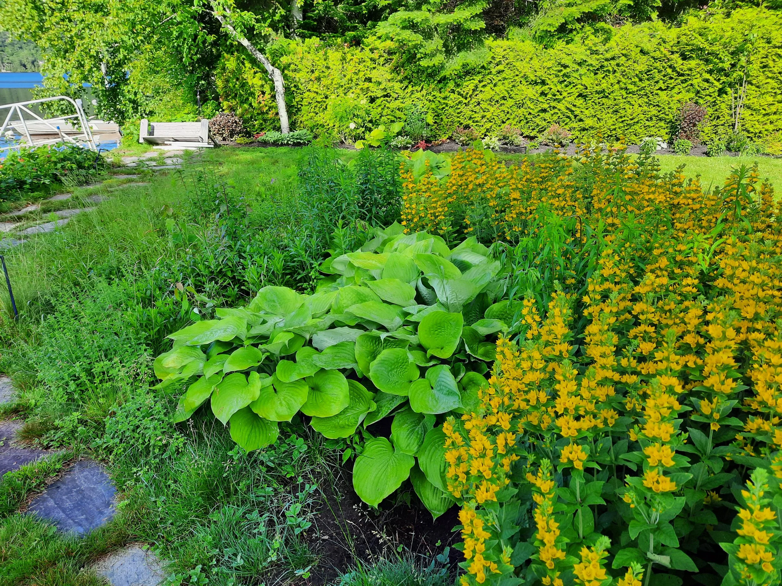 Un jardin verdoyant avec un chemin en pierres, des arbustes et des fleurs jaunes, une pelouse bien entretenue et un banc en bois à l'arrière, sous un ciel ensoleillé.