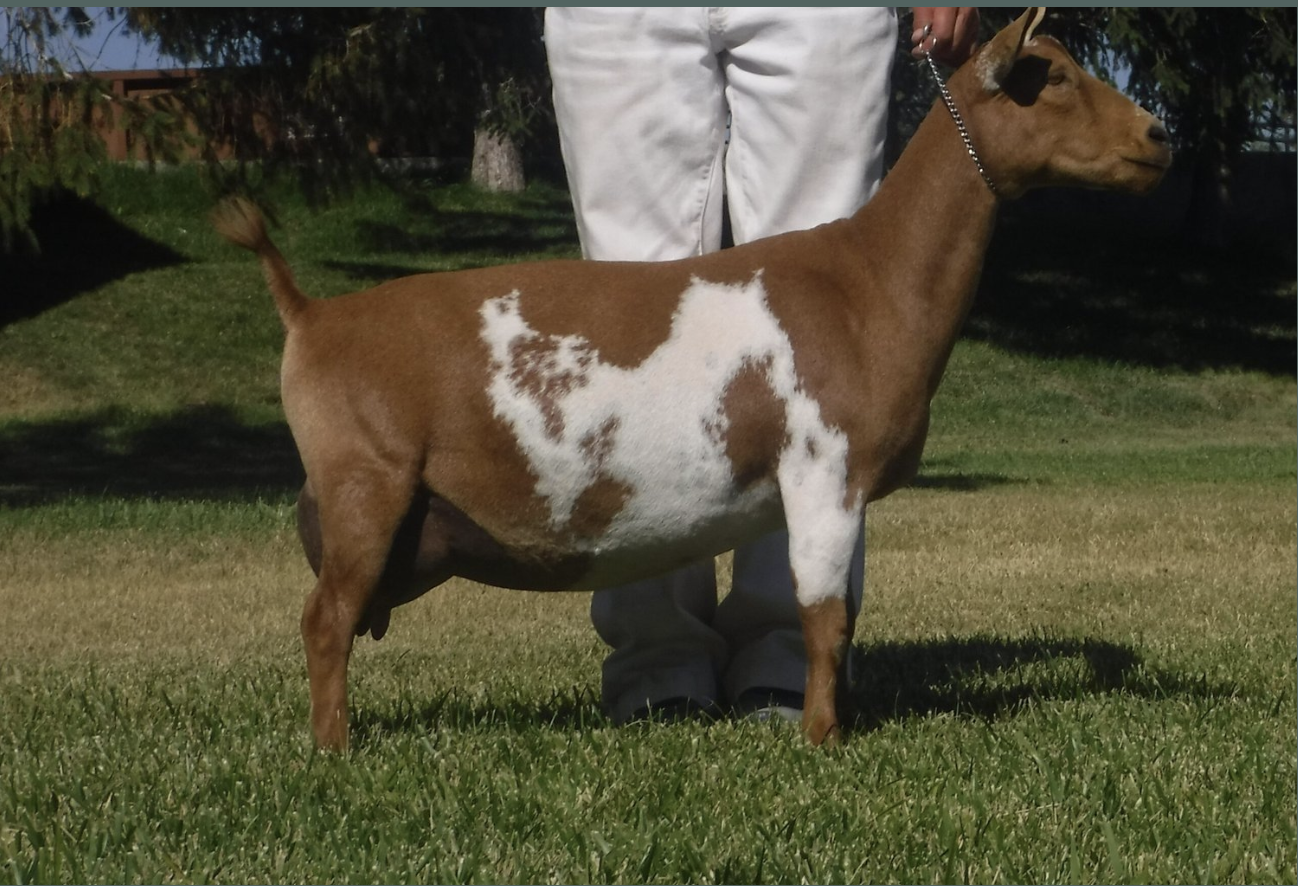 SONVIEW RANCH TRIBUTE *2