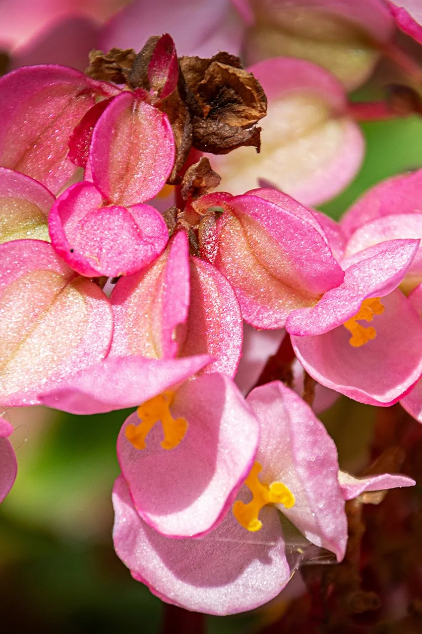 _DSC2691web copy.jpg