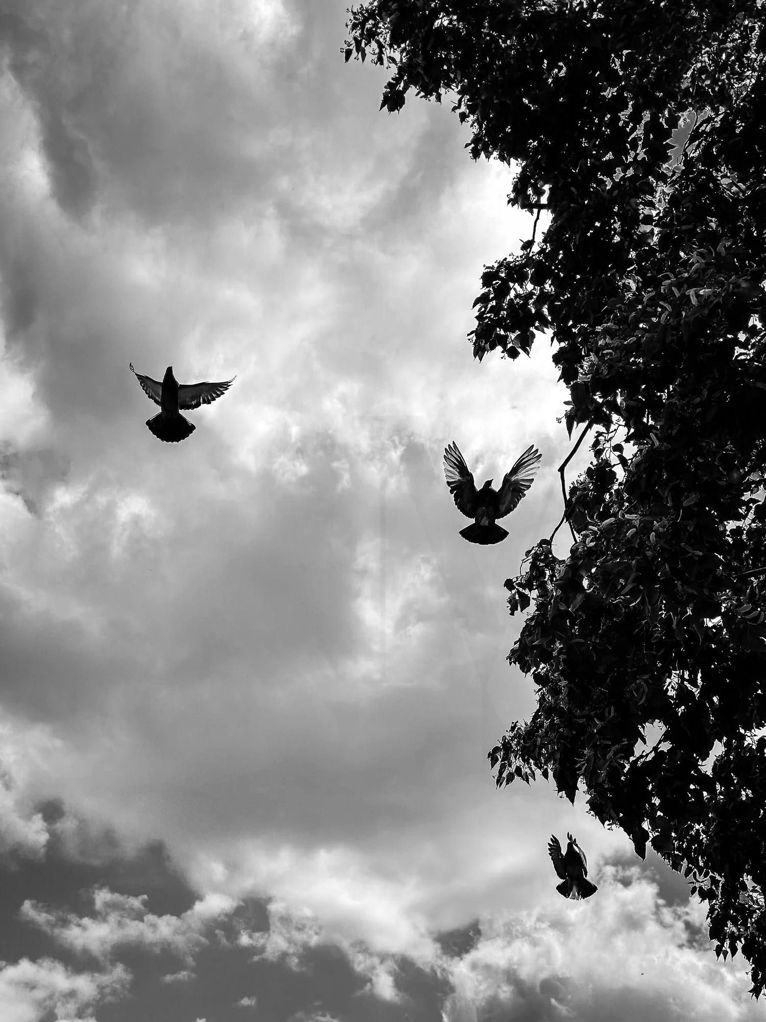 IMG_7654.jpg