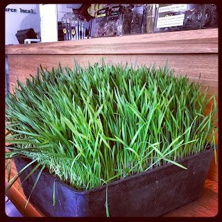 Saving the environment through what we eat: 13. Wheatgrass