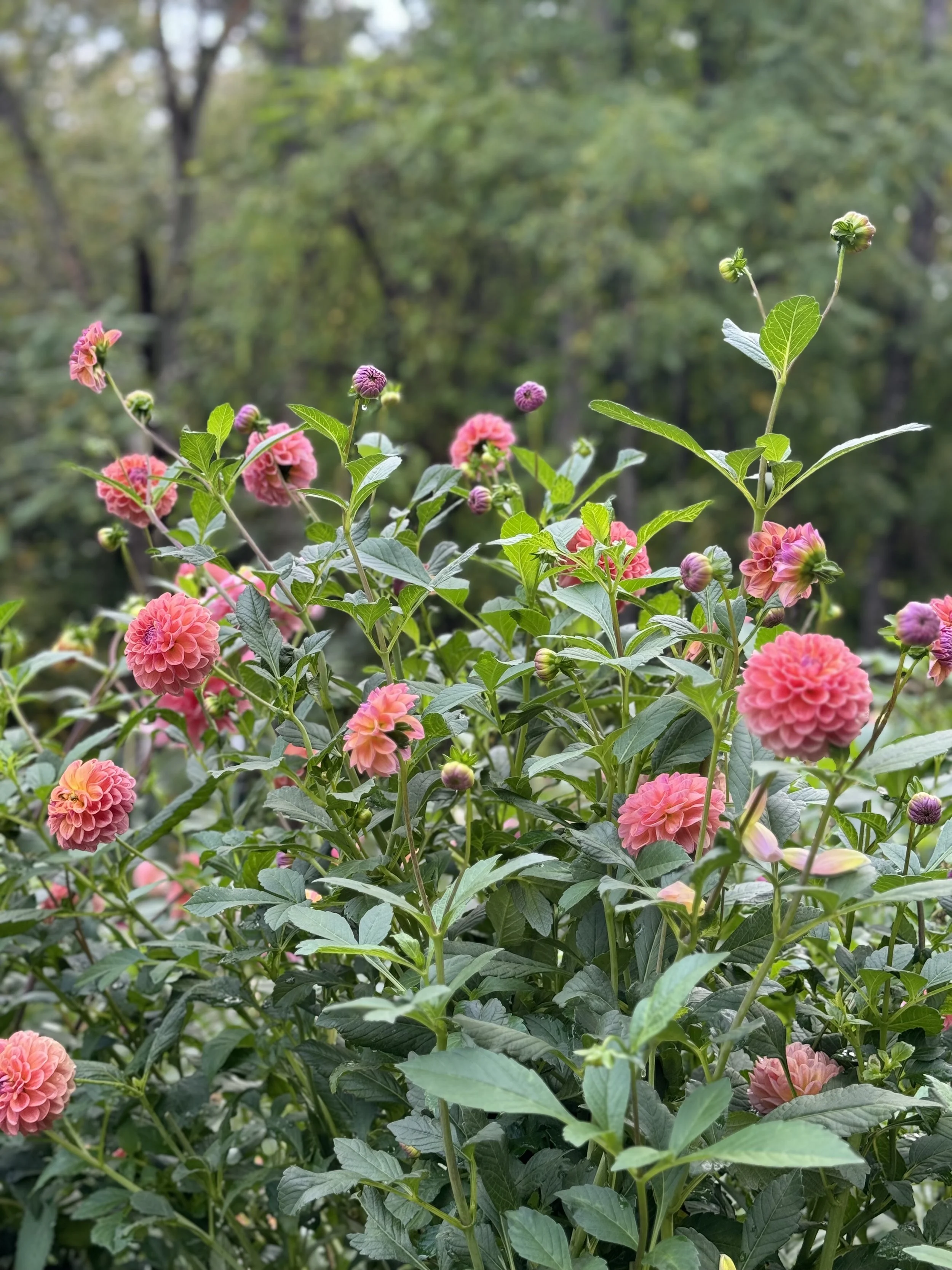 Cluster of pink dahlias flowers in a garden with green leaves and a blurred green, wooded background.